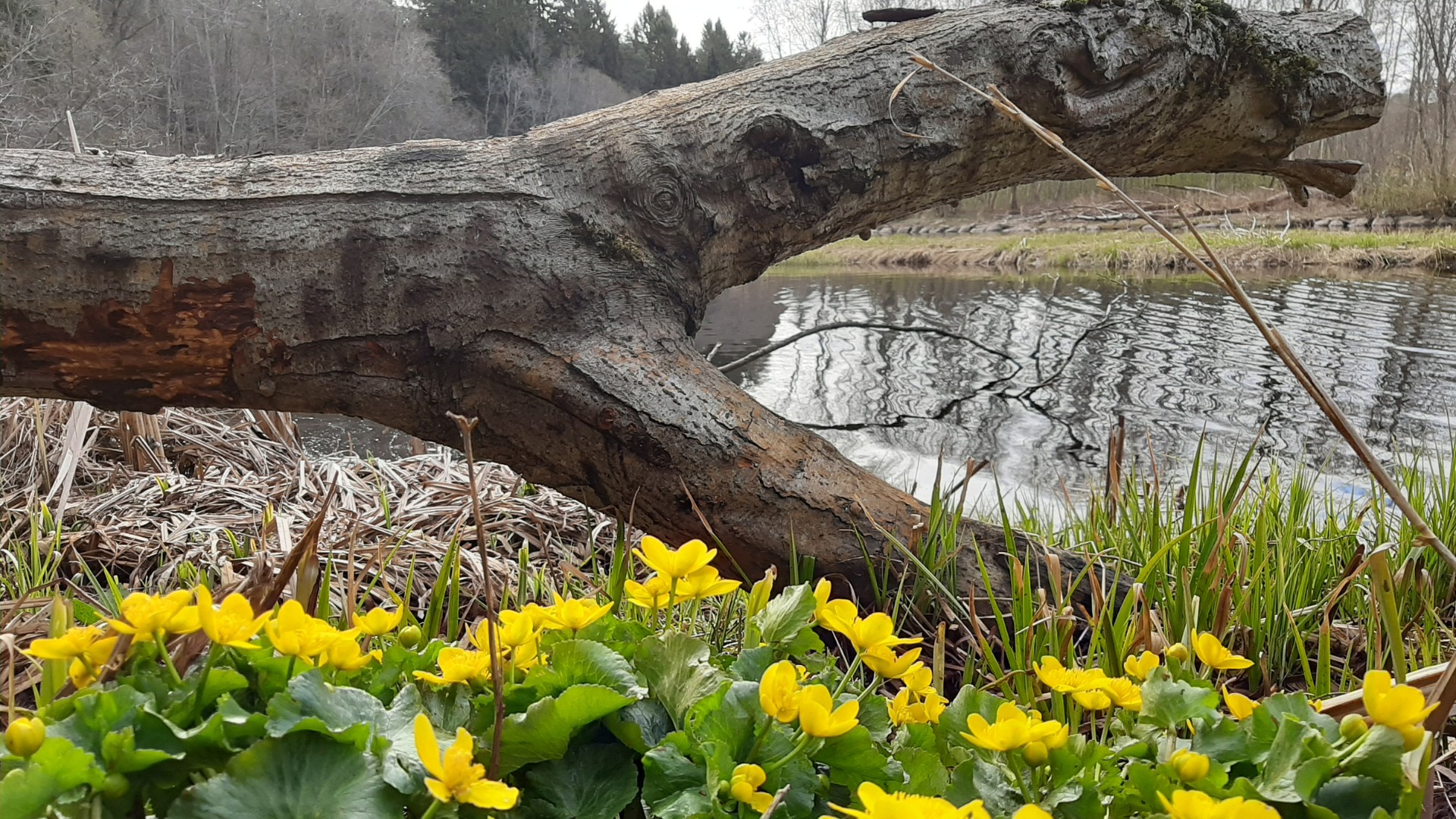 Kevadine Pirita jõgi õitsvate varsakapjadega