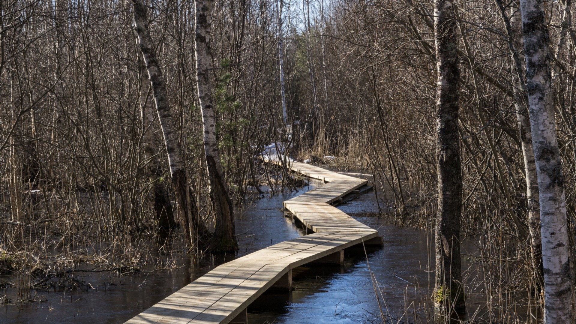 Sakiline laudtee Pääsküla rabas varakevadel