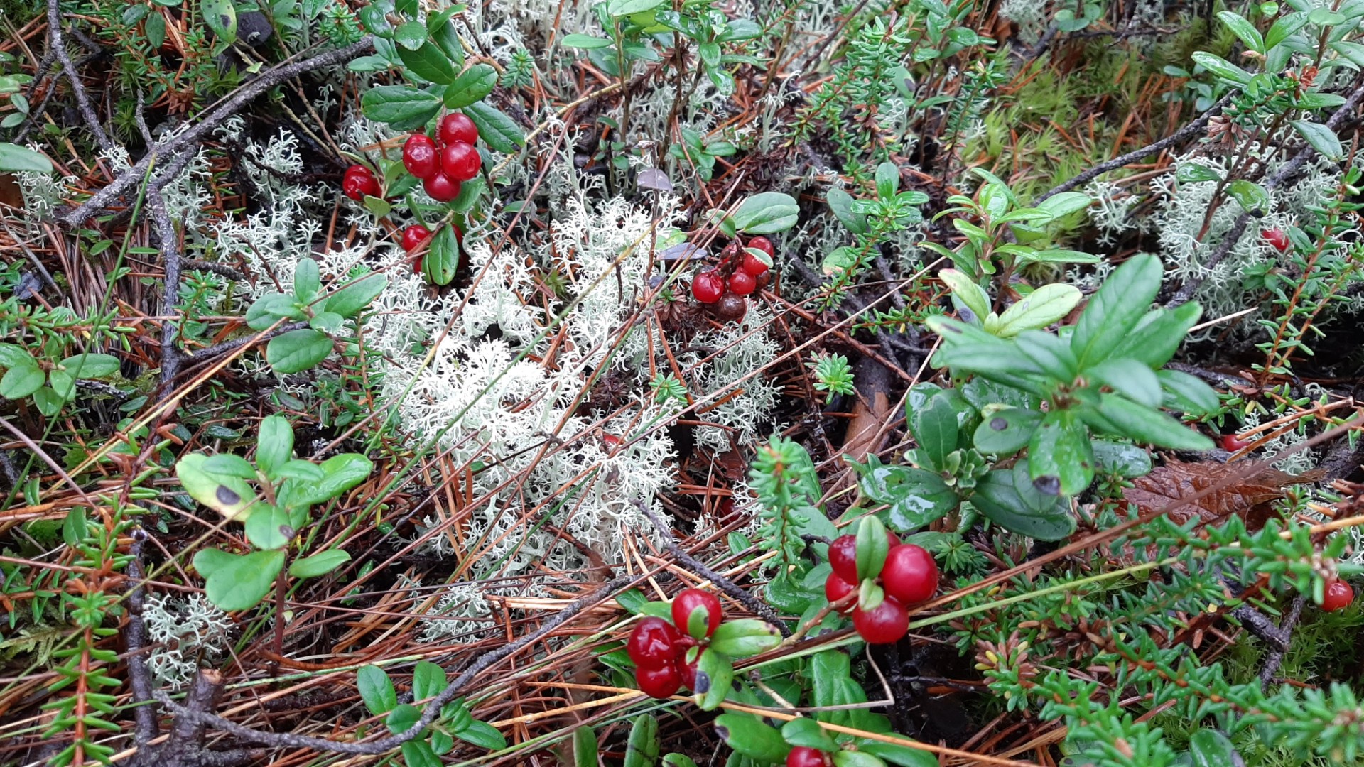 Küpsed pohlad samblikega