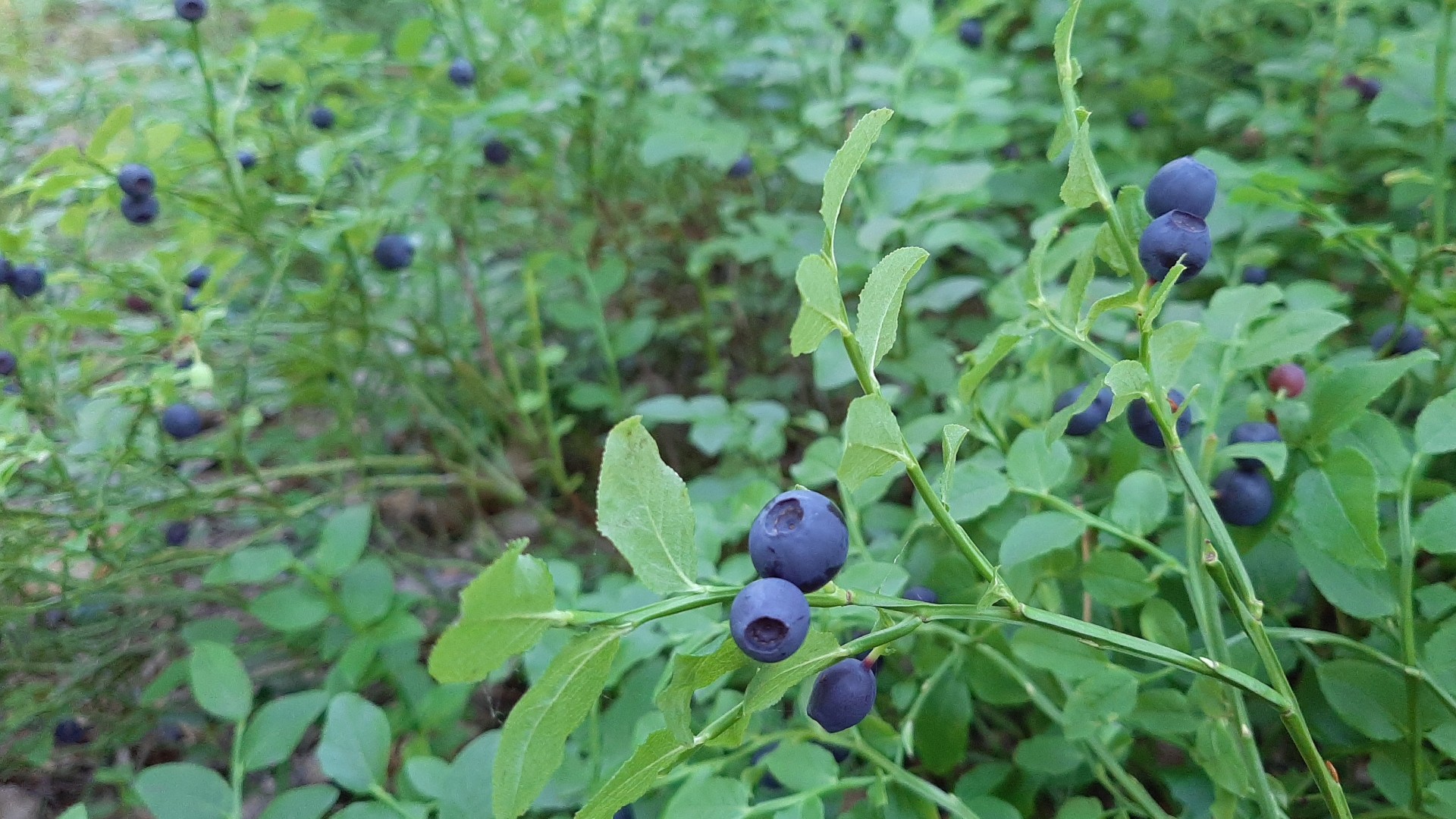 Küpsed mustikad varte küljes