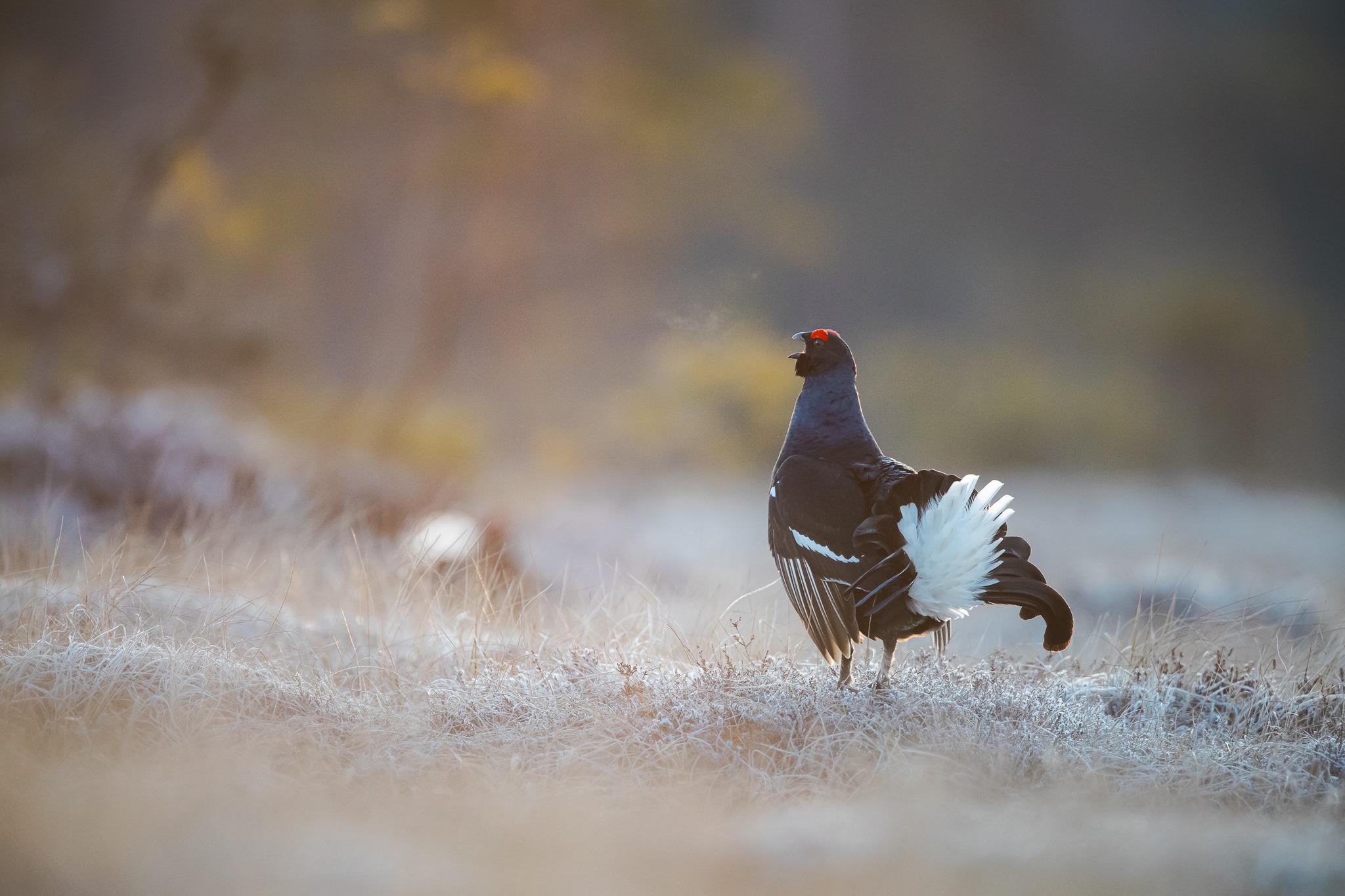 Saaremaa Loodusretkede tedrevarje