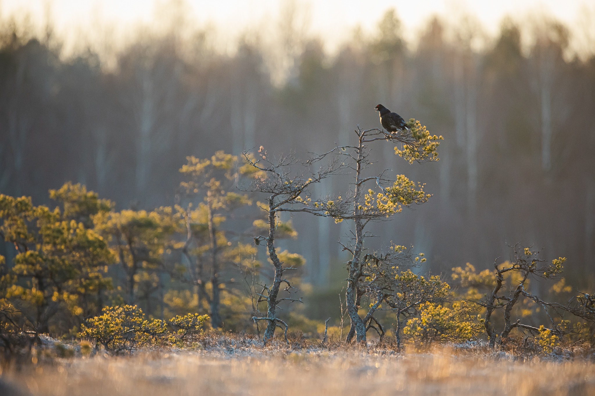 Linnu vaatlus Eesti saartel, Saaremaal. Tedremäng.