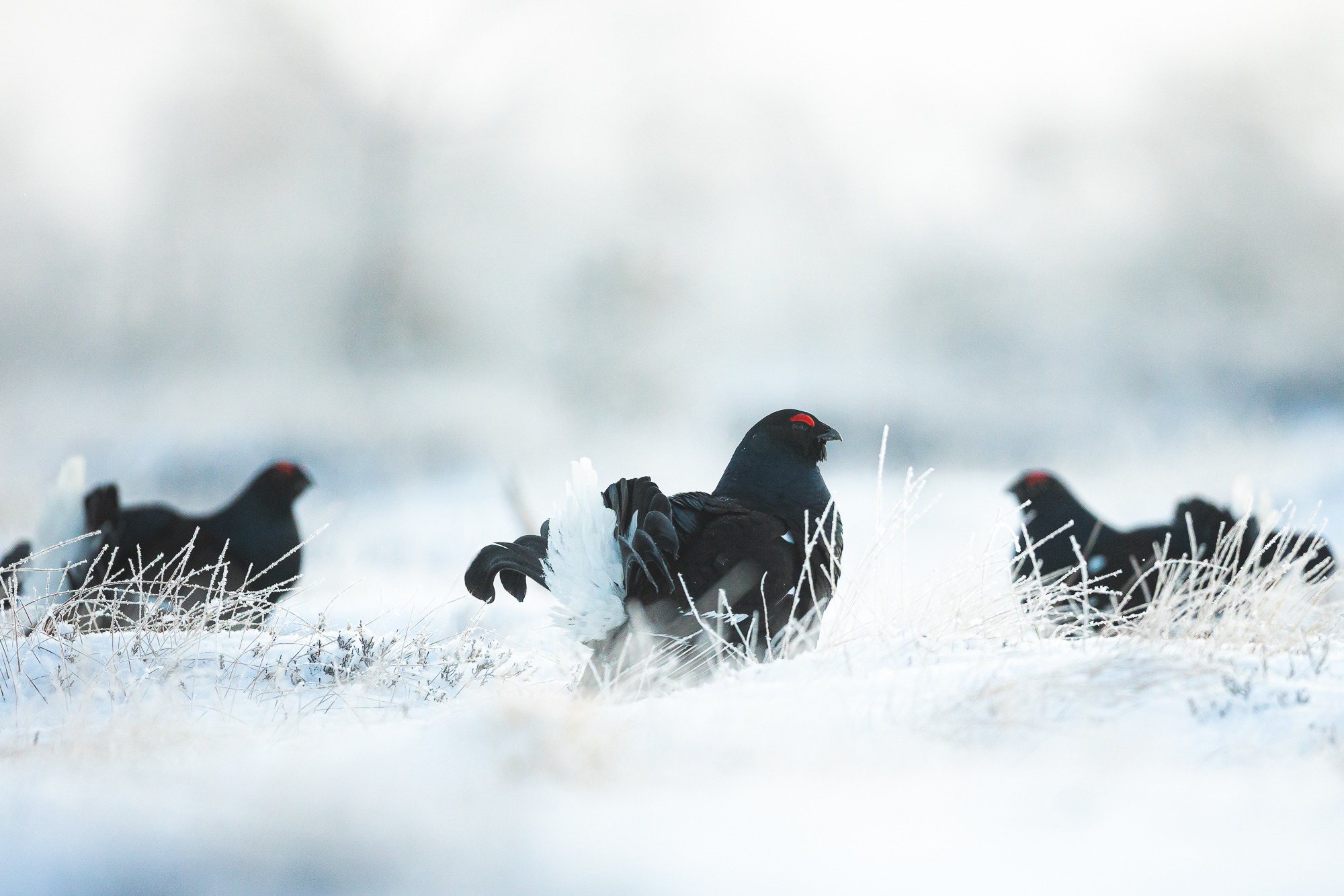 Tedremäng talvisel hommikul rabas