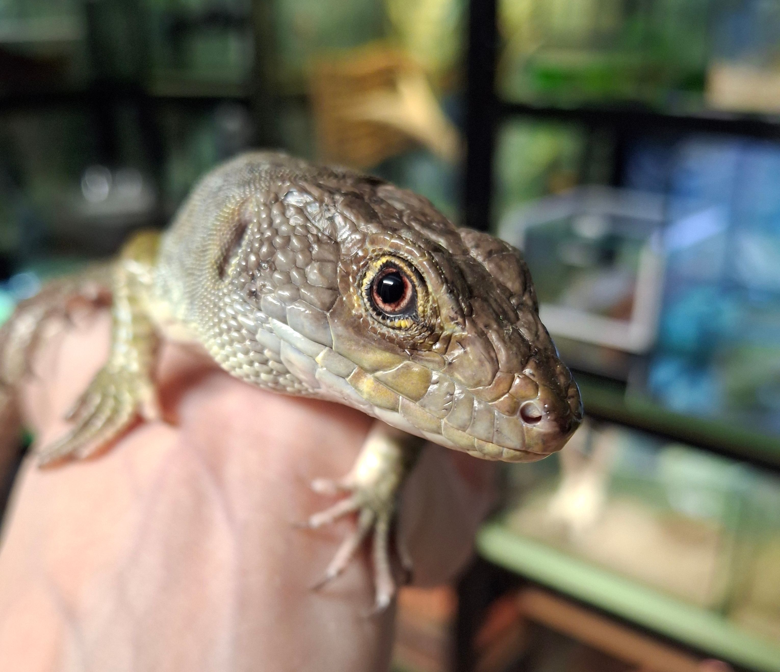 Silmsisalik Pärlike