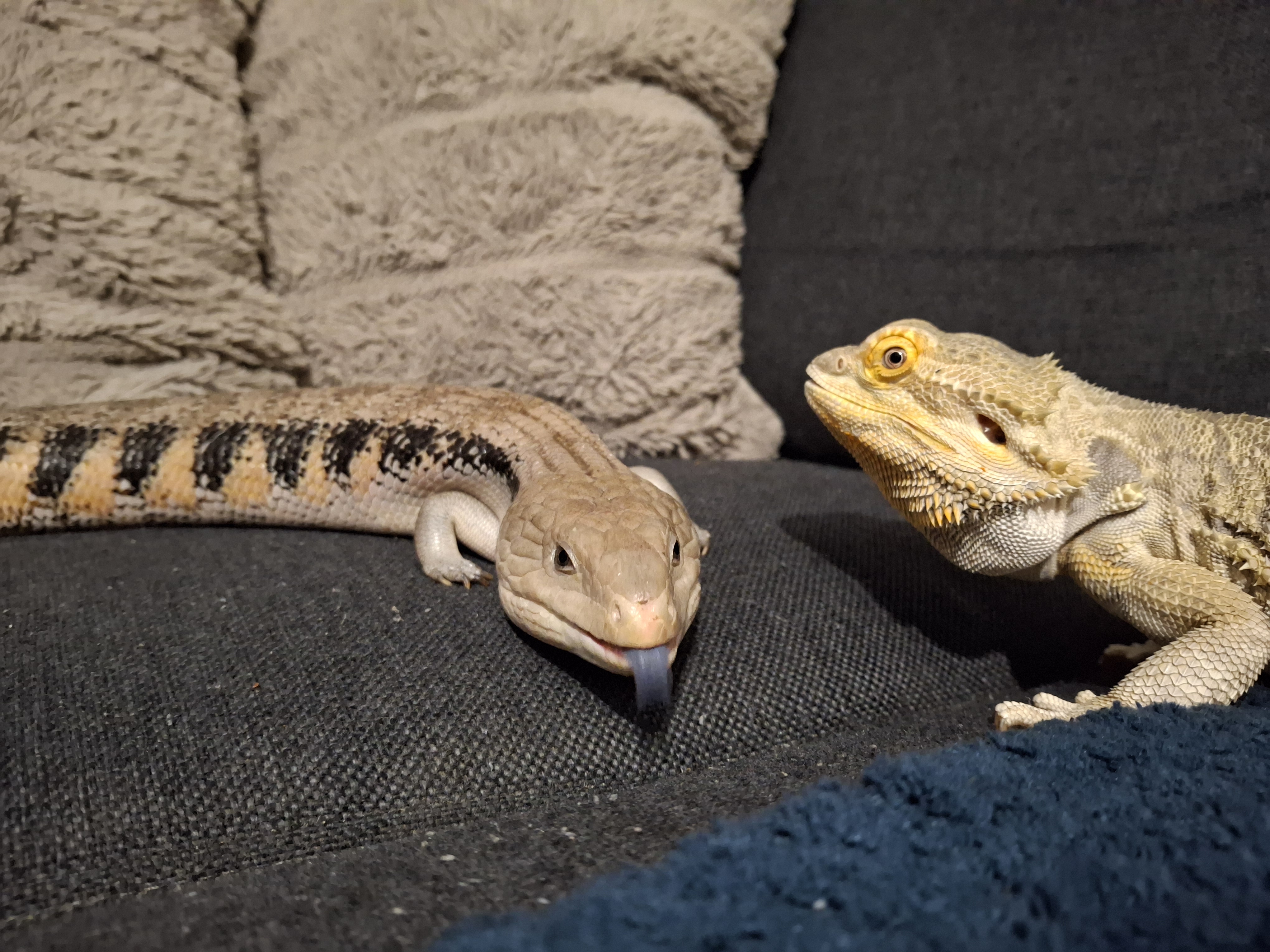 Sinikeel skink Susanna ja habeagaam Draco