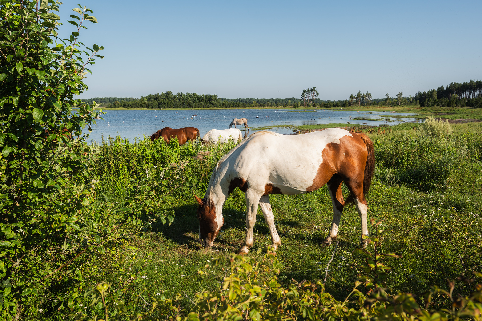 Hobused Sääretirbil