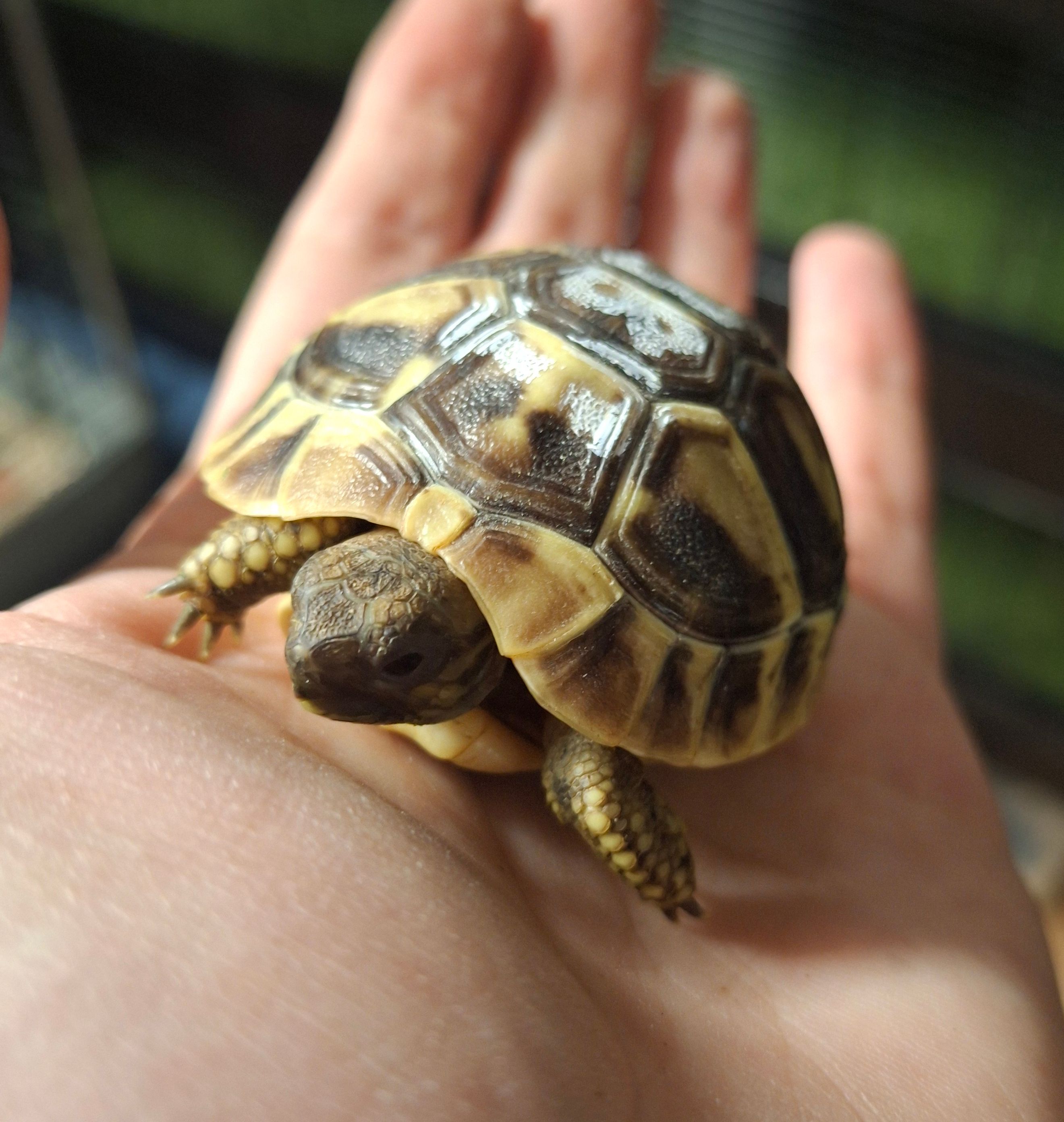 Maismaa kilpkonn Gilberta