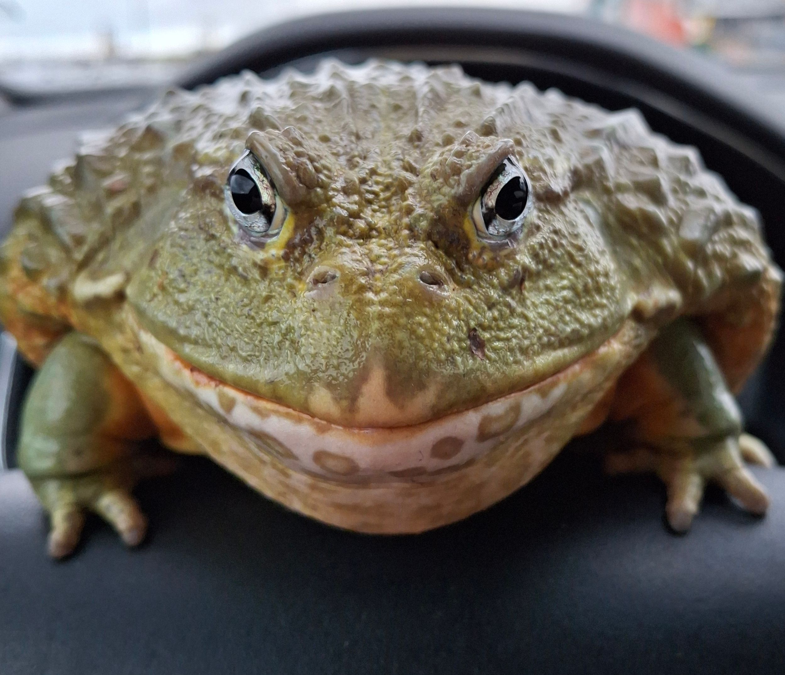 Aafrica Bullfrog Mütakas
