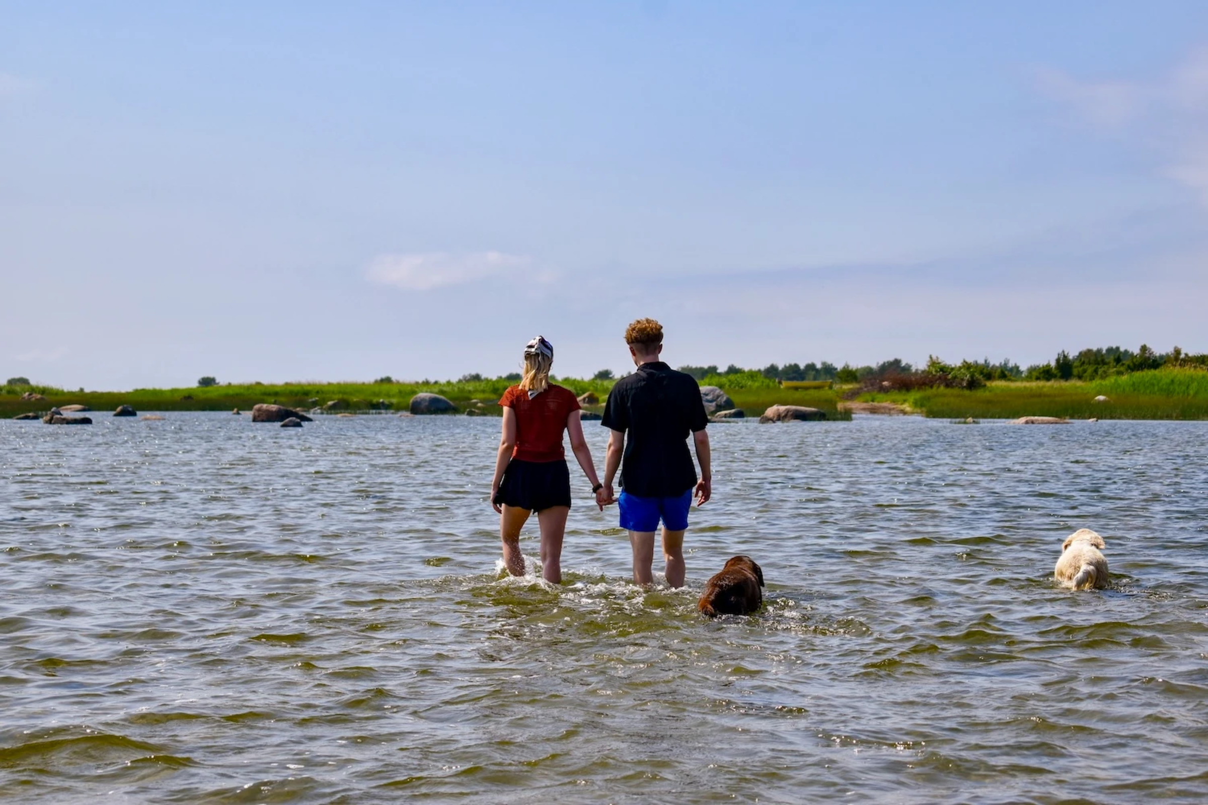 Inimesed ja koerad jalutamas meres