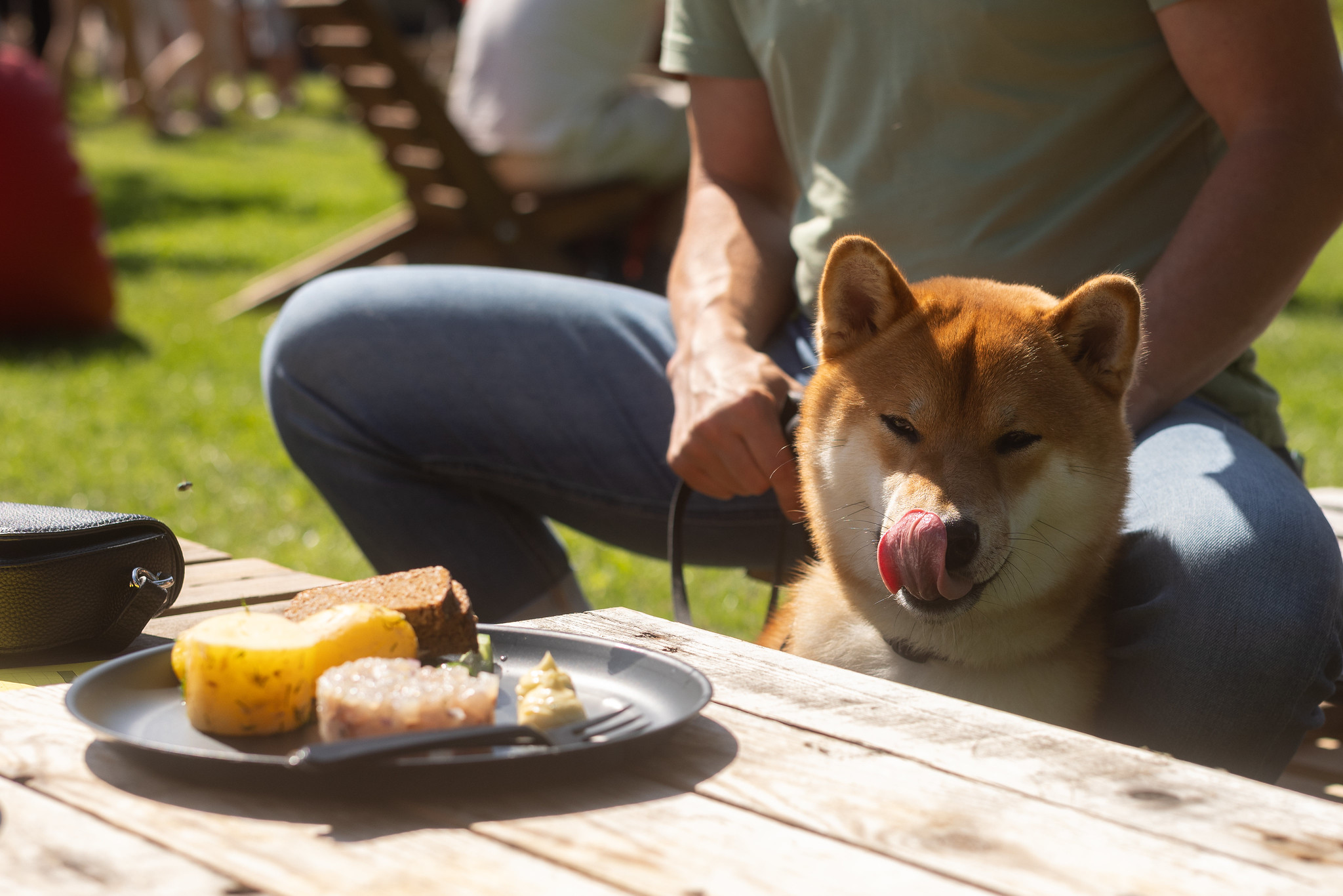 Hījumā sīgas tartara uzkoda un suns