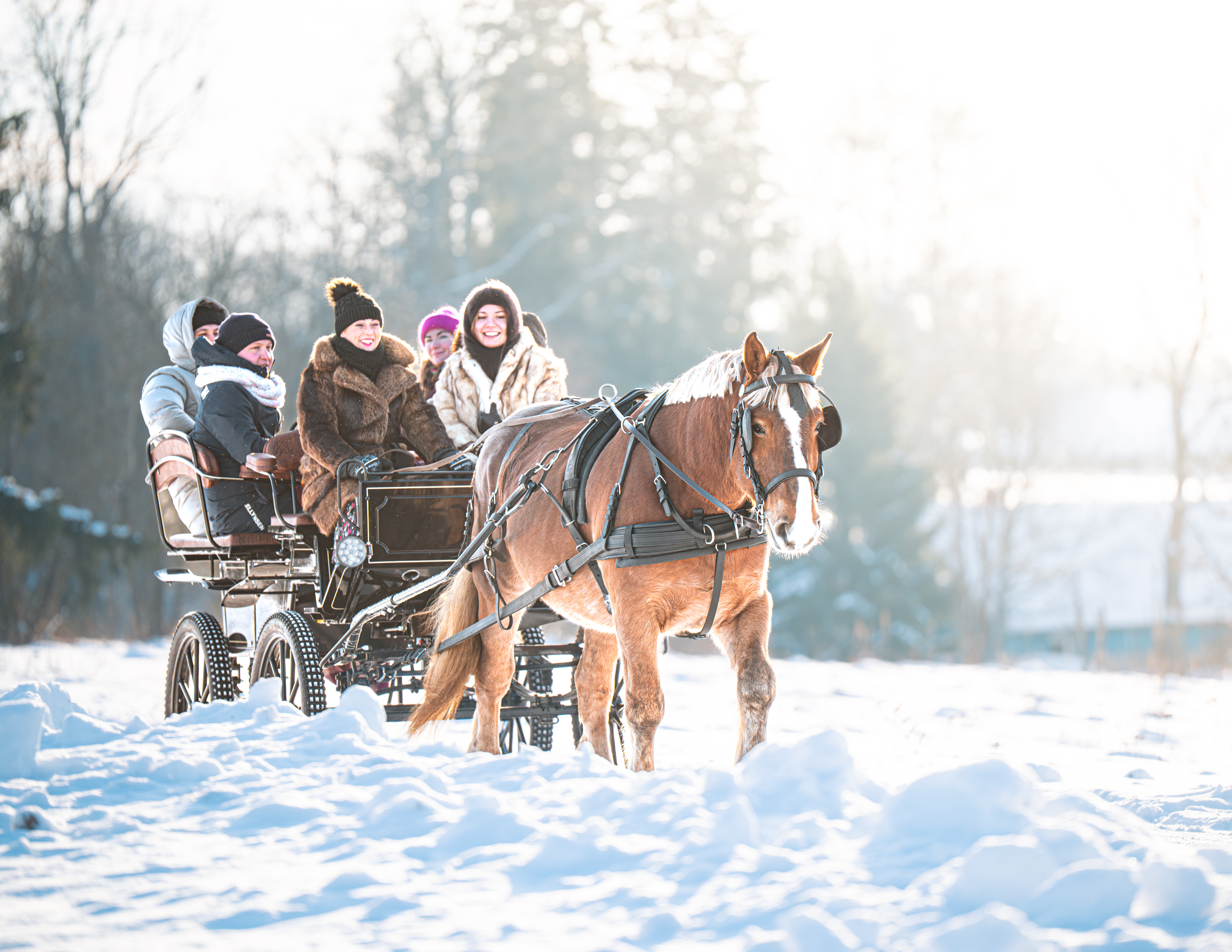 Hobustega vankrisõit talvises Eesti looduses