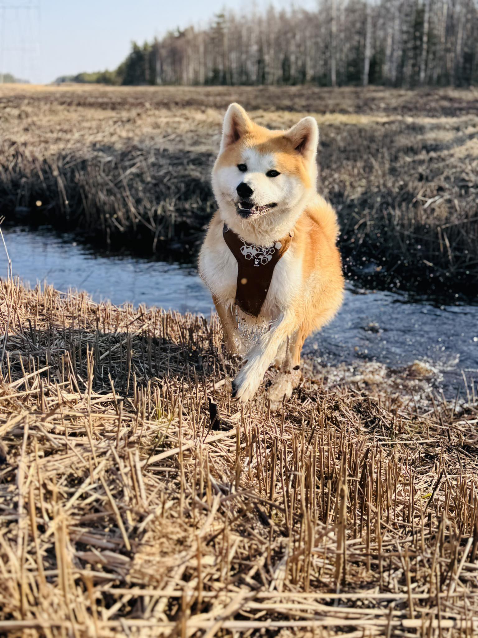 Ööbiku lõbus matkajuht