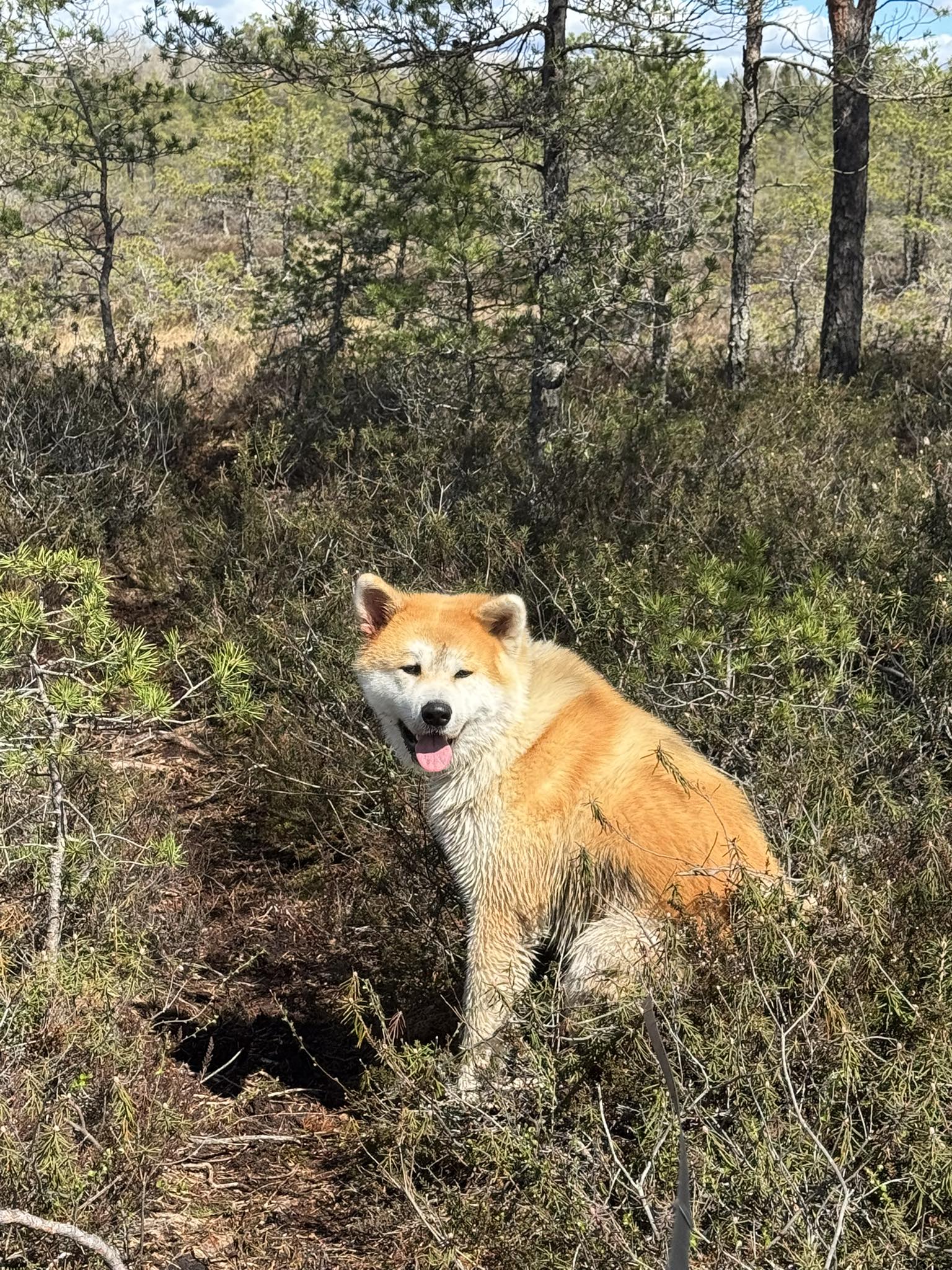 Ööbiku lõbus matkajuht