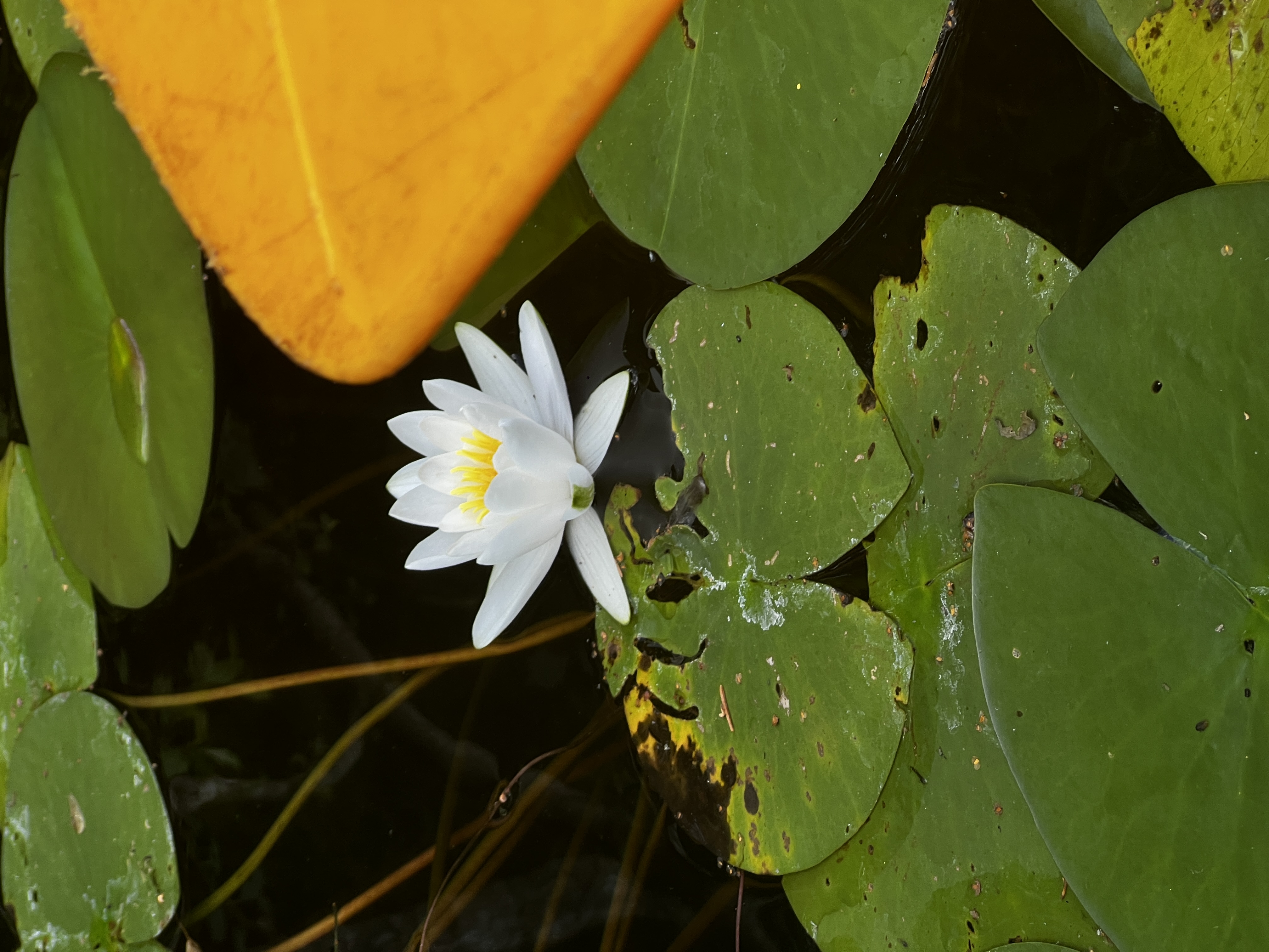 Vesiroos Paunküla veehoidlal