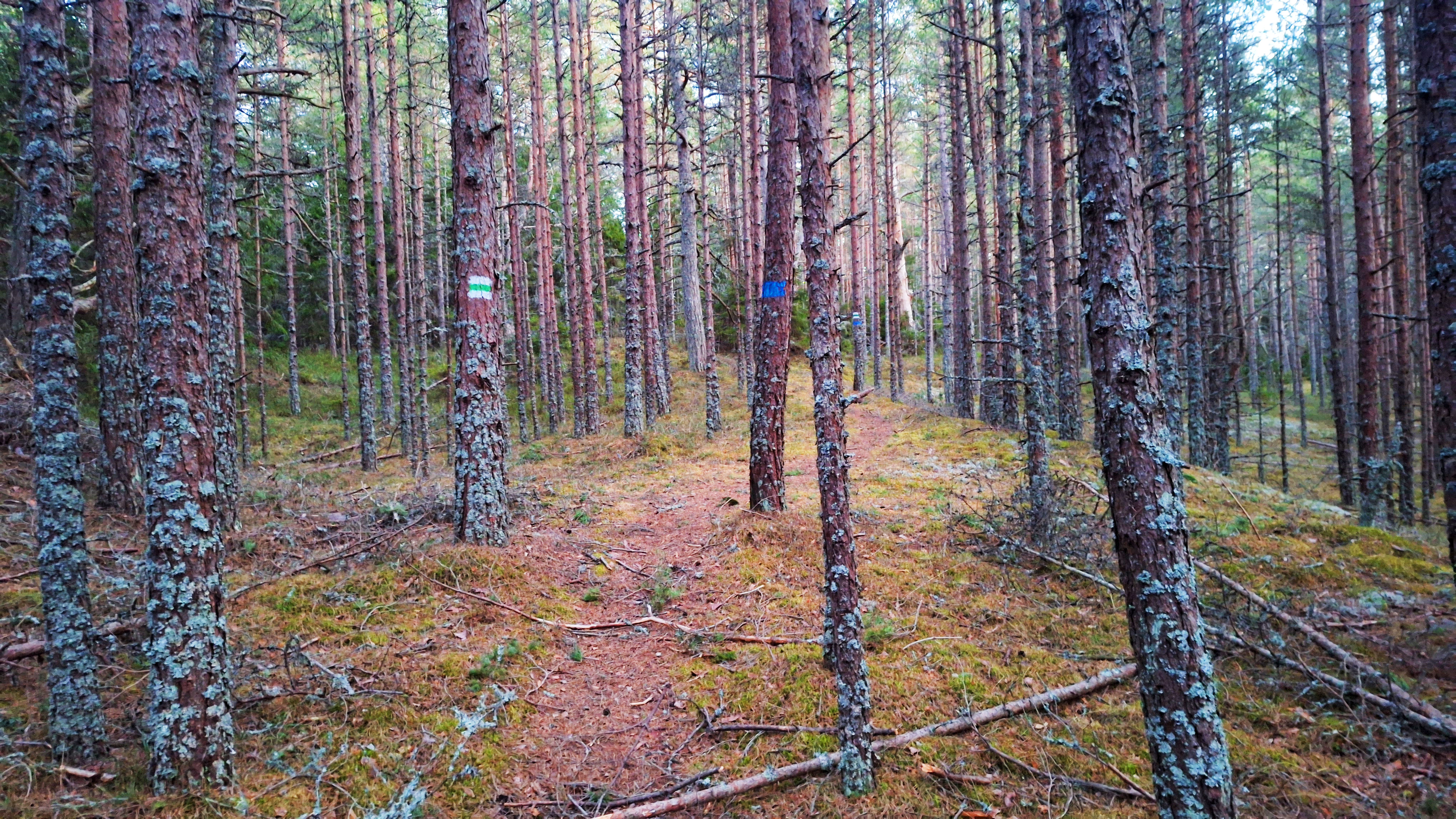 Neljateeristi õpperada