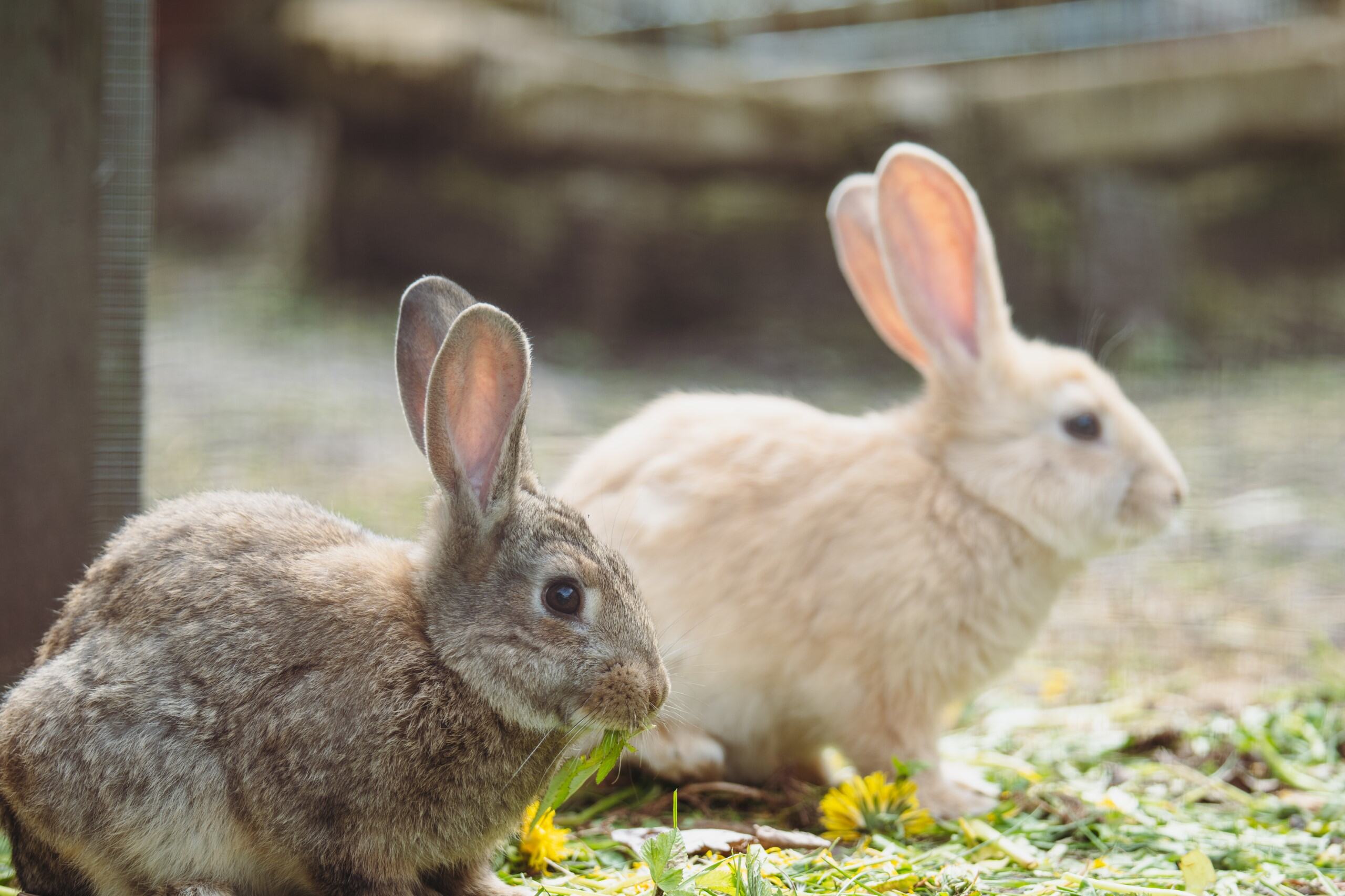 Võhma lemmikutepargi jänesed kaupluse hoovil