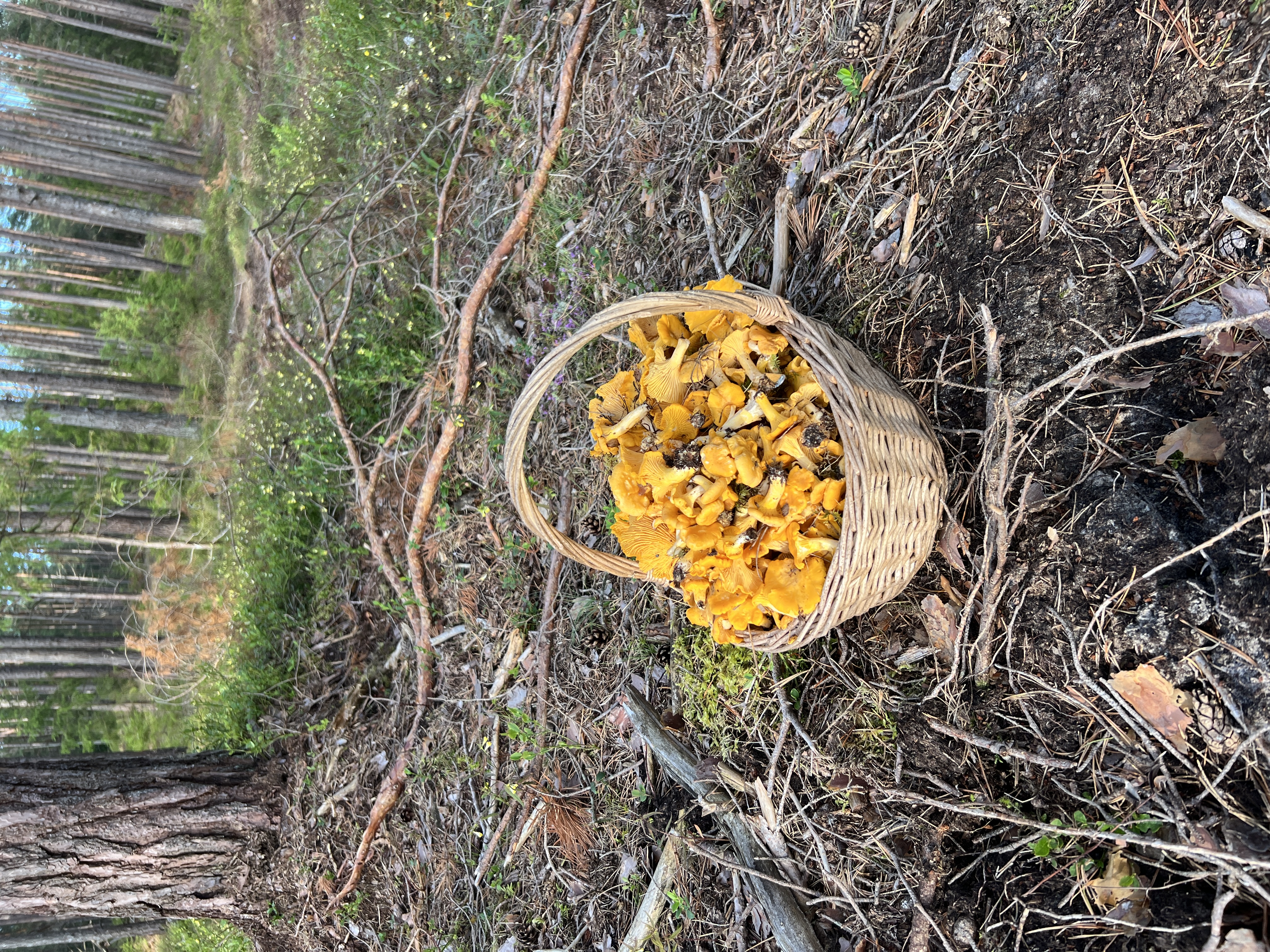 Wild&Heritage kaasaegne korilusmatk
