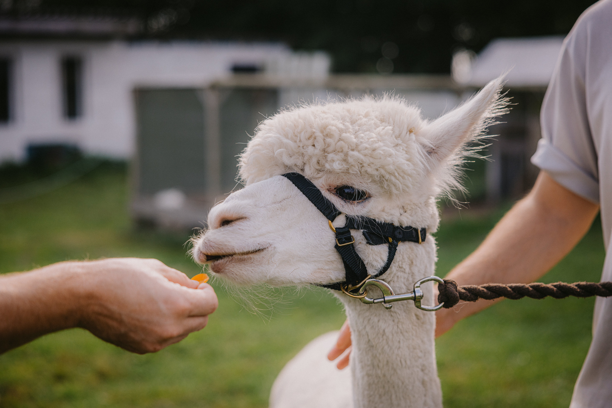 Avatud talude päev Alpakafarmis