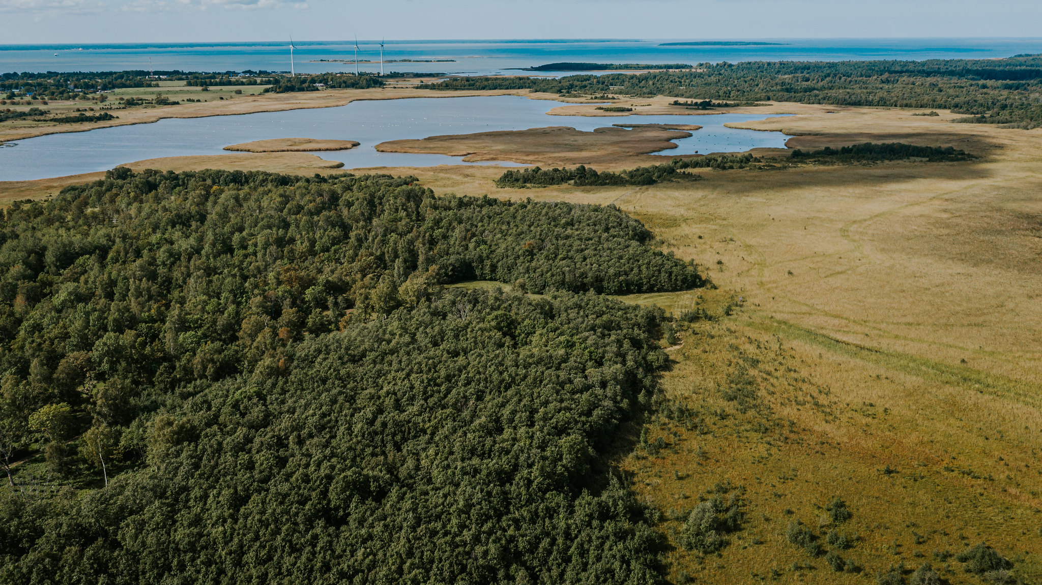 Laelatu Forest Meadow (Laelatu puisniit)