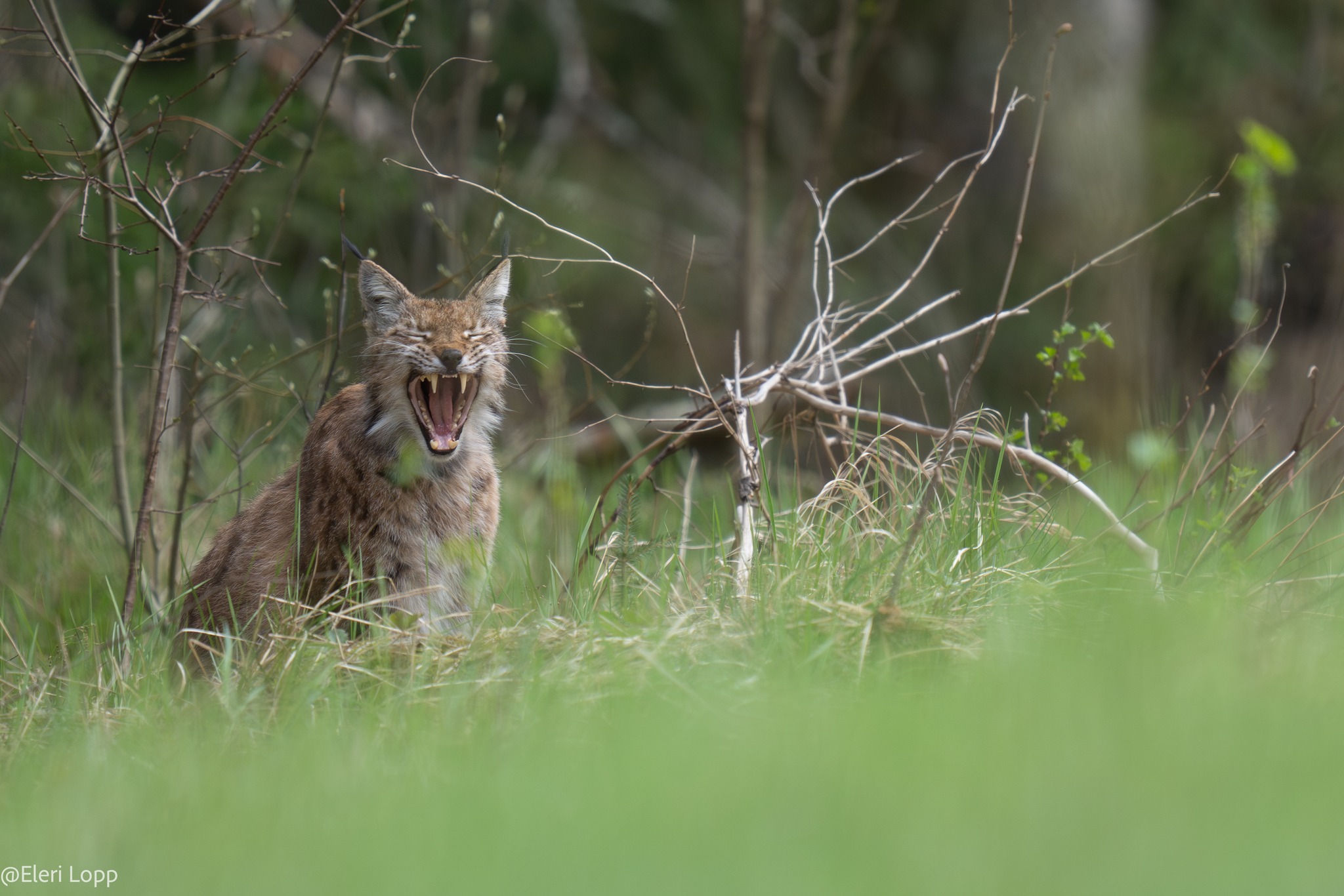 Want to see a beaver, moose, bear, lynx, or a wolf? This is not easy to do. Although we, Estonians, live in the middle of ancient forests where there 