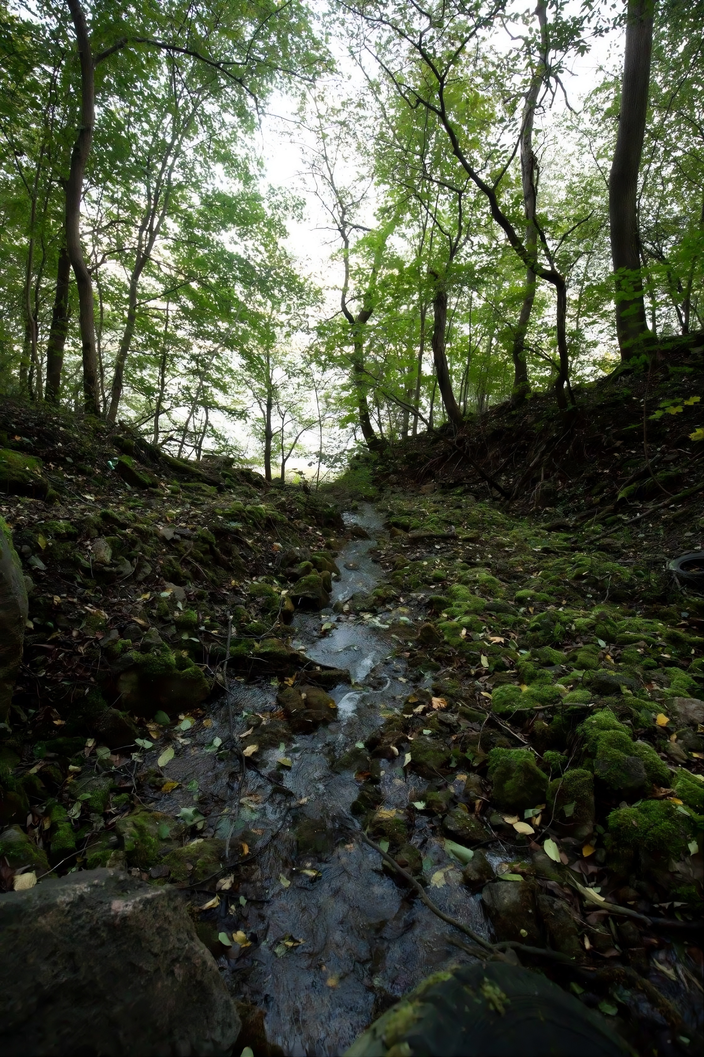 Rauschender Bach im Wald