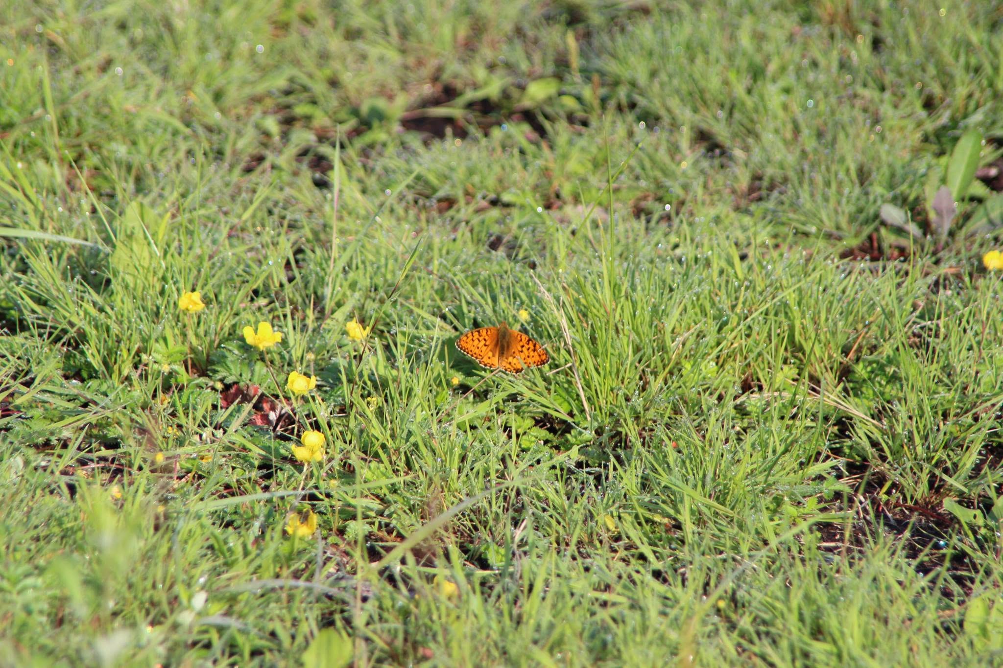 Schmetterling auf der Wanderung