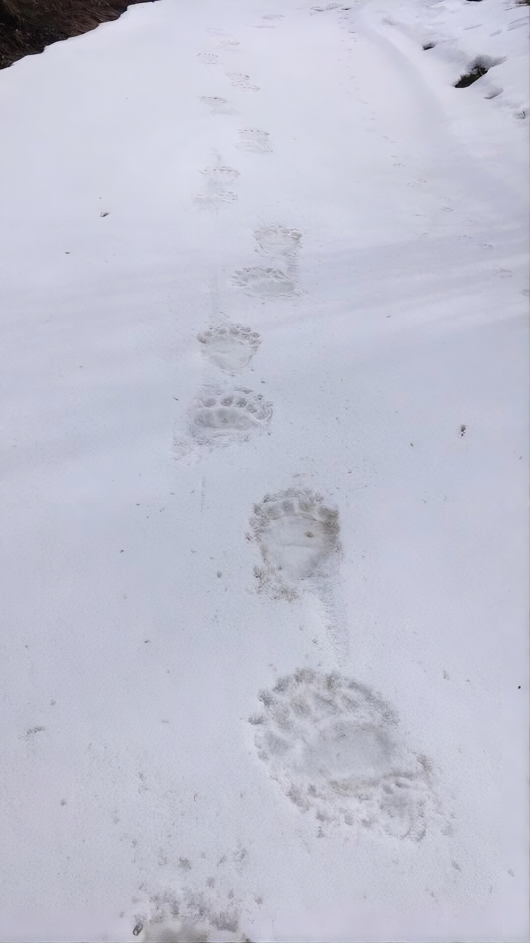 Braunbärspuren im Winterschnee