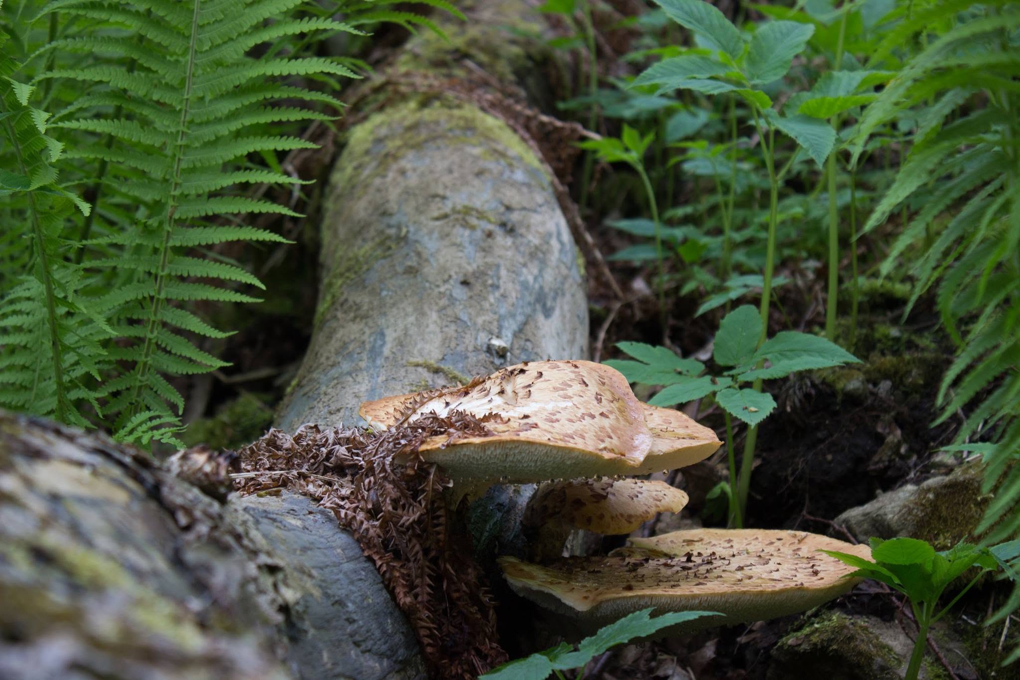 Pilz an einem Baum