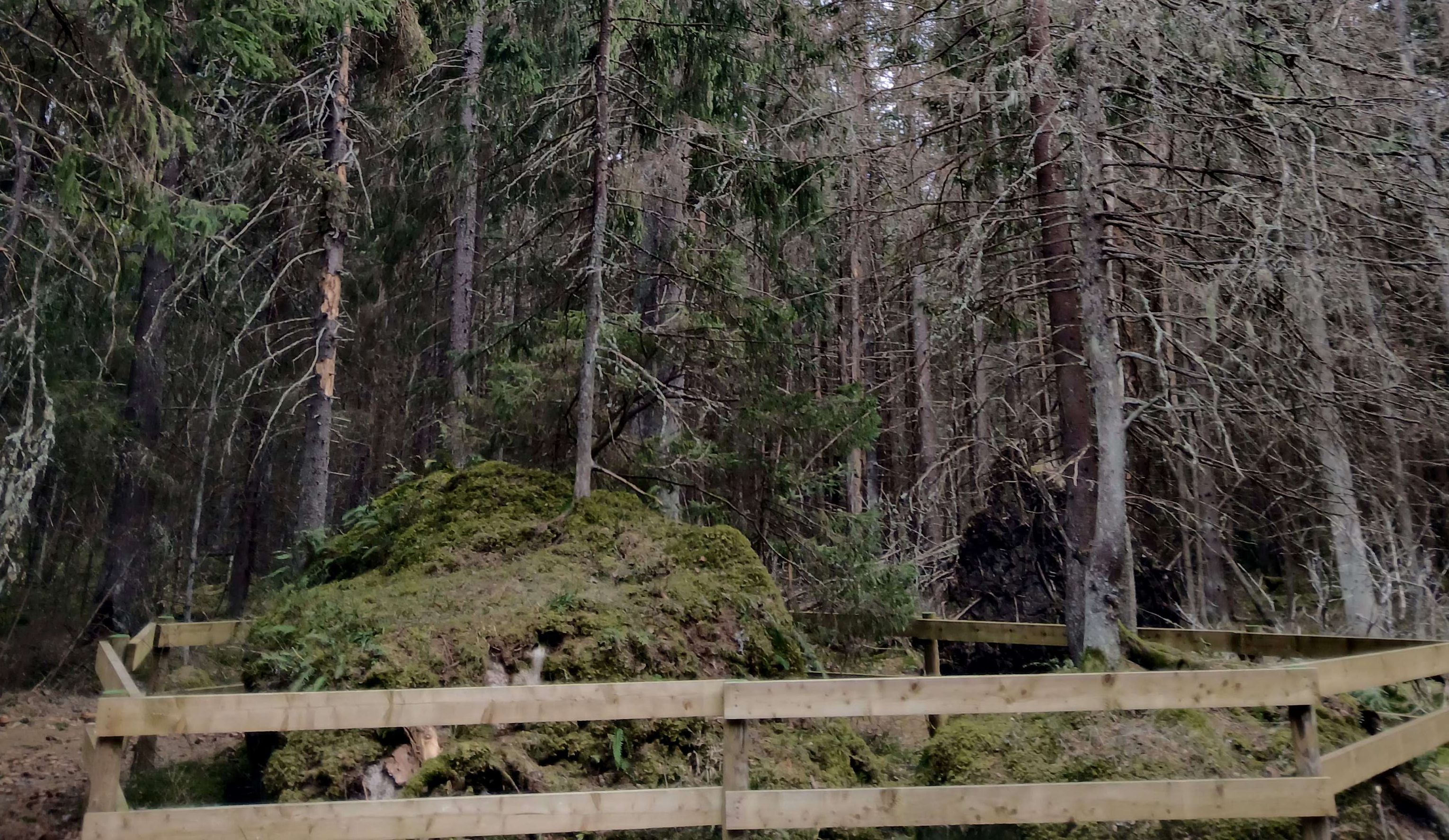 Tädu loodusõpperaja kuused rahnul