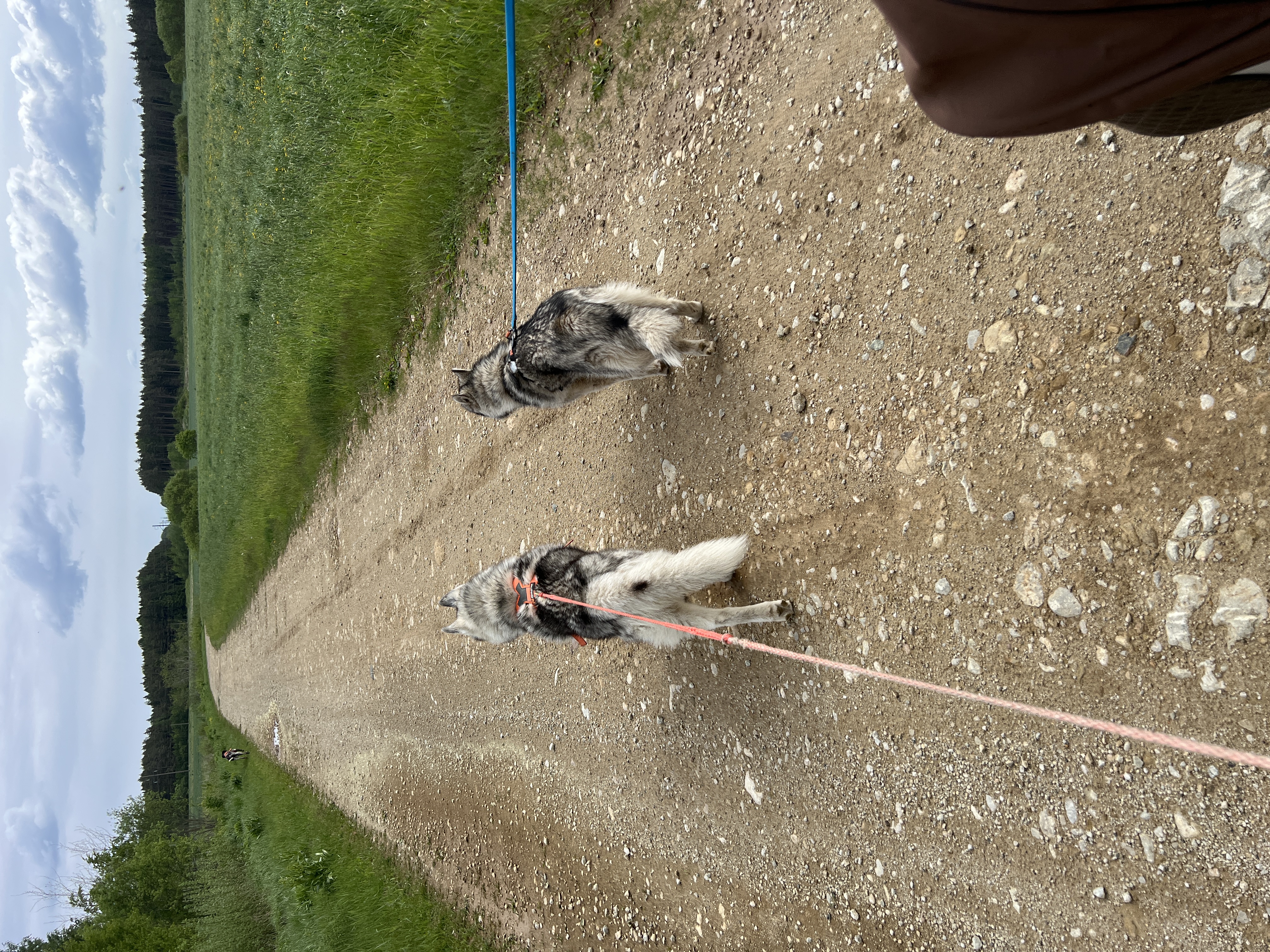 Matk, 2 siberi huskyt jalutamas