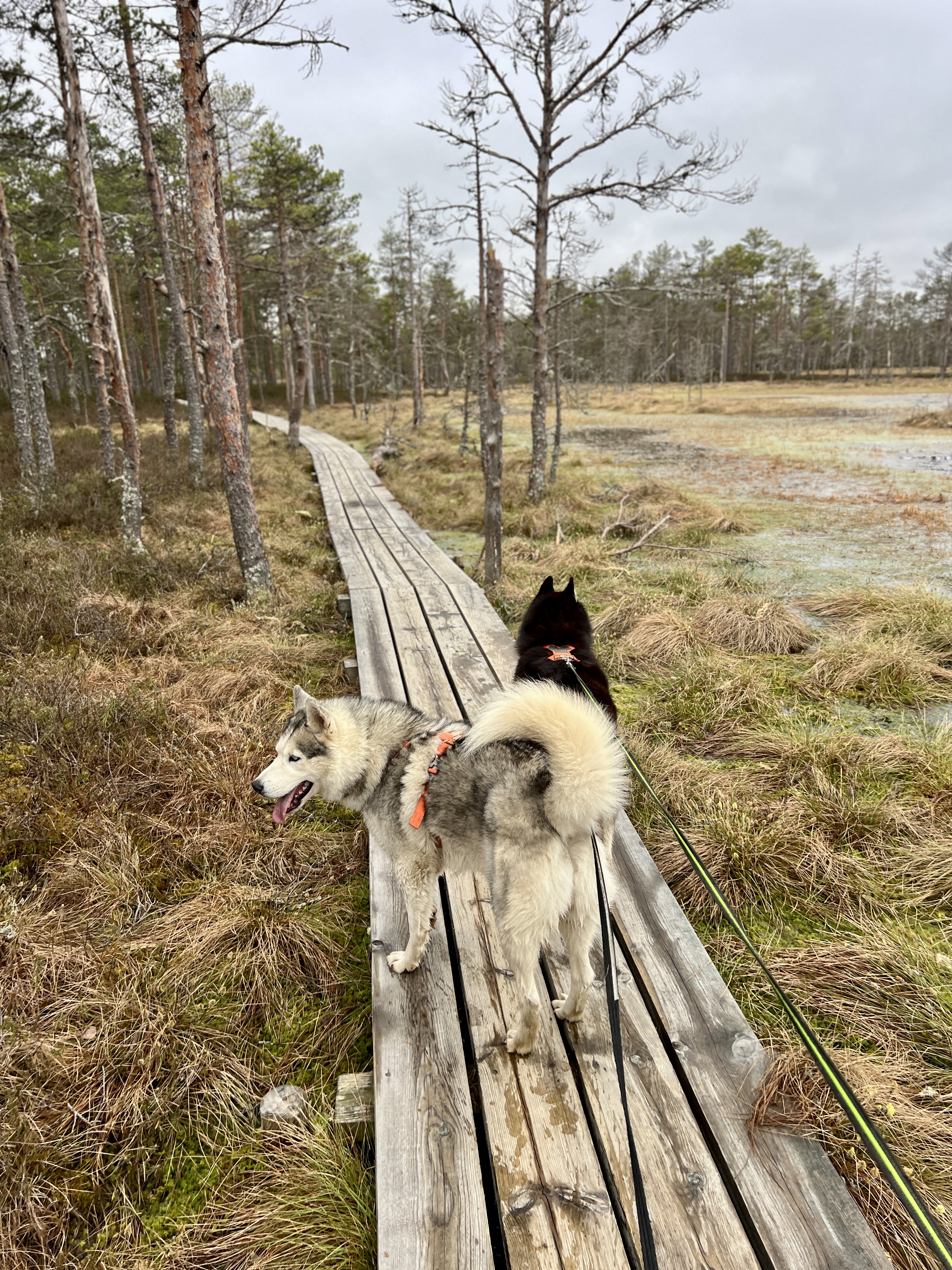 koerad jalutavad metsas