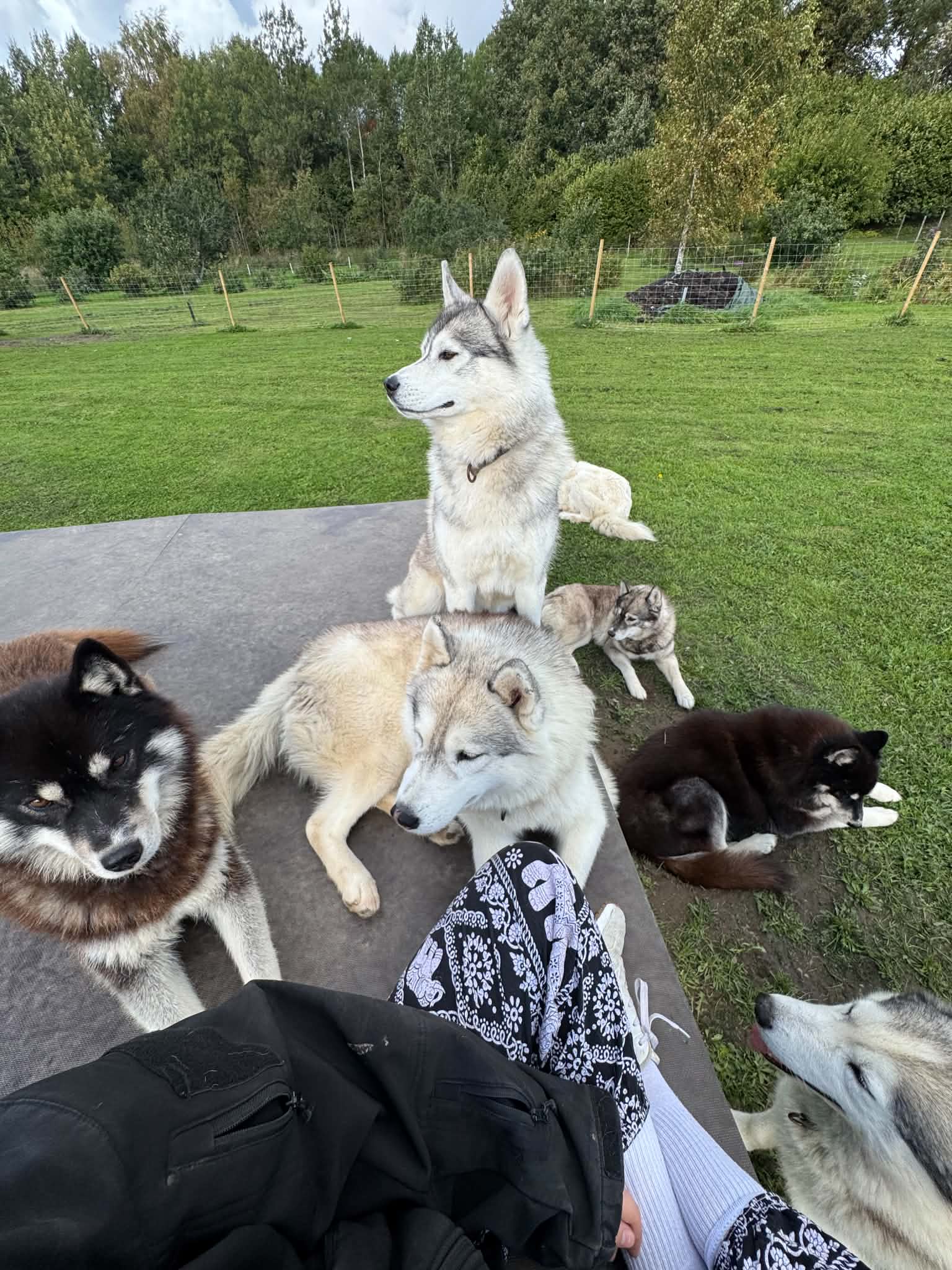 Koerad istuvad ja pikutavad