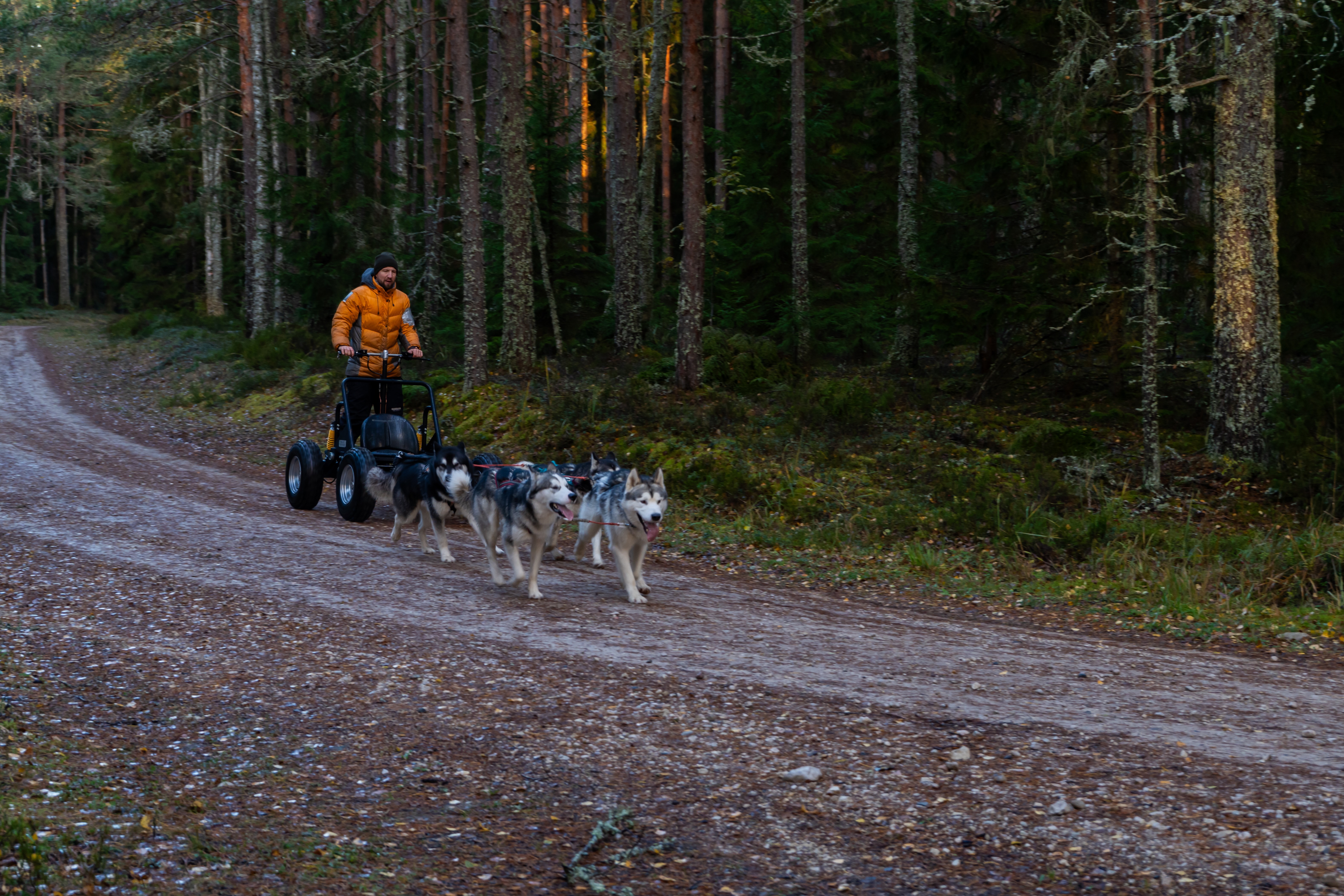 Tule Small Laplandin huskypuistoon, jossa sinua odottavat vahvat ja söpöt vetokoirat (sekä malamuutit että huskyt). Tutustumme ensin Small Laplandin h